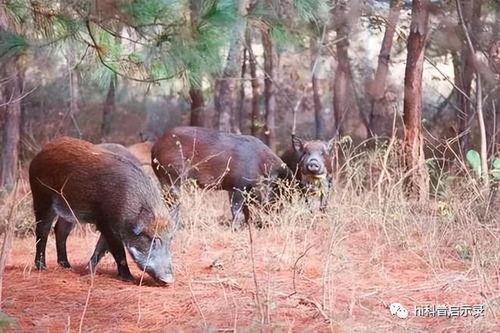 超级野猪最早爆料视频播放,揭秘神秘生物神秘面纱  第1张